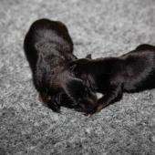 De gauche à droite : la femelle fauve charbonnée et la femelle noire et feu