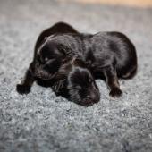 De gauche à droite : la femelle fauve charbonnée et la femelle noire et feu