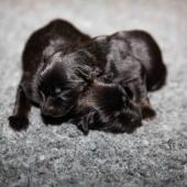 De gauche à droite : la femelle fauve charbonnée et la femelle noire et feu