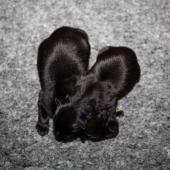 De gauche à droite : la femelle fauve charbonnée et la femelle noire et feu