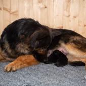 La portée avec maman