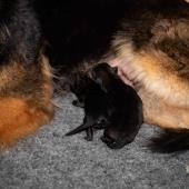 La portée avec maman