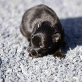 Femelle noire et feu