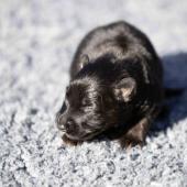 Femelle noire et feu