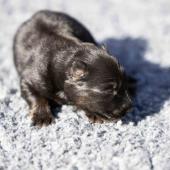 Femelle noire et feu