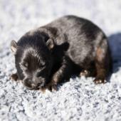 Femelle noire et feu