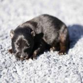 Femelle noire et feu