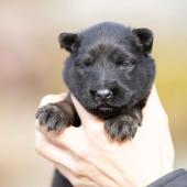 La femelle noire et feu