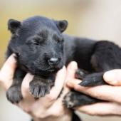 La femelle noire et feu