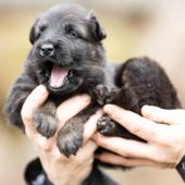 La femelle noire et feu