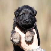 La femelle noire et feu