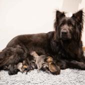 Toute la portée avec maman