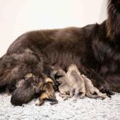 Toute la portée avec maman