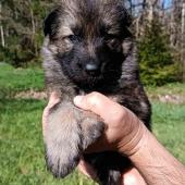 Femelle fauve charbonnée collier vert clair