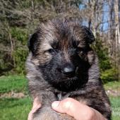 Femelle fauve charbonnée collier vert clair