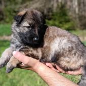Femelle fauve charbonnée collier vert clair