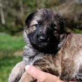 Femelle fauve charbonnée collier vert clair