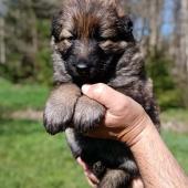 Femelle fauve charbonnée collier violet