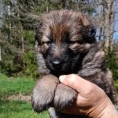 Femelle fauve charbonnée collier violet
