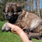 Femelle fauve charbonnée collier violet
