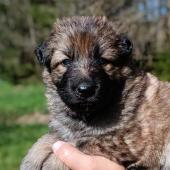 Femelle fauve charbonnée collier violet