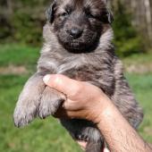 Femelle fauve charbonnée de bleu collier rose