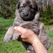 Femelle fauve charbonnée de bleu collier rose