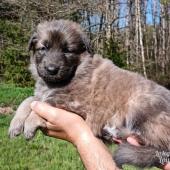 Femelle fauve charbonnée de bleu collier rose