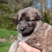 Femelle fauve charbonnée de bleu collier rose