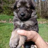 Femelle fauve charbonnée de bleu collier jaune