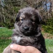 Femelle fauve charbonnée de bleu collier jaune