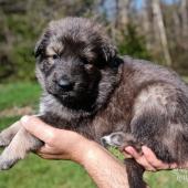 Femelle fauve charbonnée de bleu collier jaune