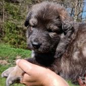 Femelle fauve charbonnée de bleu collier jaune