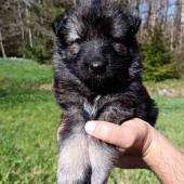 Femelle grise argentée charbonnée collier gris