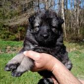 Femelle grise argentée charbonnée collier gris