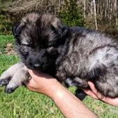 Femelle grise argentée charbonnée collier gris