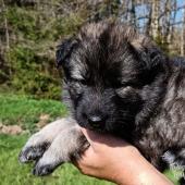 Femelle grise argentée charbonnée collier gris