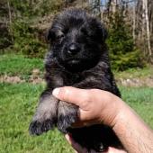 Mâle gris argenté charbonné collier orange
