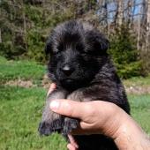 Mâle gris argenté charbonné collier orange