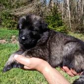 Mâle gris argenté charbonné collier orange