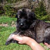 Mâle gris argenté charbonné collier orange