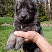 Mâle gris argenté charbonné de bleu collier bleu