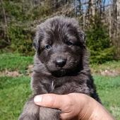 Mâle gris argenté charbonné de bleu collier bleu