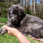 Mâle gris argenté charbonné de bleu collier bleu