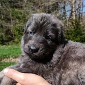 Mâle gris argenté charbonné de bleu collier bleu