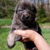 Mâle bleu et argenté collier rouge