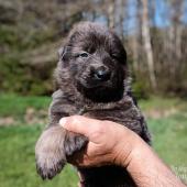 Mâle bleu et argenté collier rouge