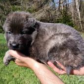 Mâle bleu et argenté collier rouge
