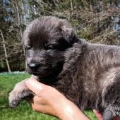 Mâle bleu et argenté collier rouge
