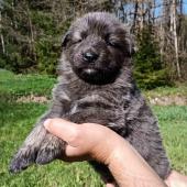 Mâle bleu et argenté collier vert foncé